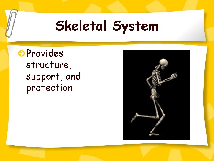 Skeletal System Provides structure, support, and protection 