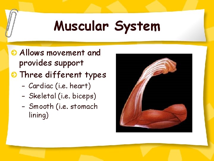 Muscular System Allows movement and provides support Three different types – Cardiac (i. e.