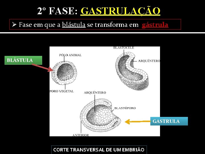 2º FASE: GASTRULAÇÃO Ø Fase em que a blástula se transforma em gástrula BLÁSTULA