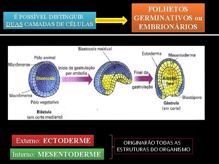 É POSSÍVEL DISTINGUIR DUAS CAMADAS DE CÉLULAS Externo: ECTODERME Interno: MESENTODERME FOLHETOS GERMINATIVOS ou