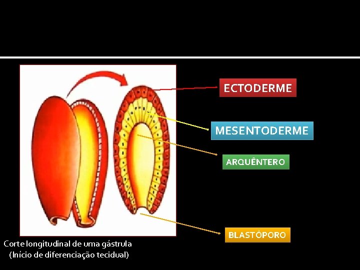 ECTODERME MESENTODERME ARQUÊNTERO Corte longitudinal de uma gástrula (Início de diferenciação tecidual) BLASTÓPORO 