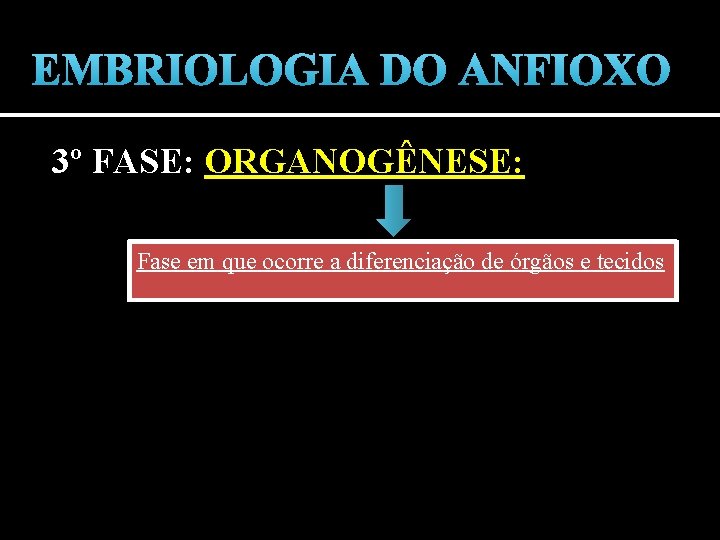 EMBRIOLOGIA DO ANFIOXO 3º FASE: ORGANOGÊNESE: Fase em que ocorre a diferenciação de órgãos