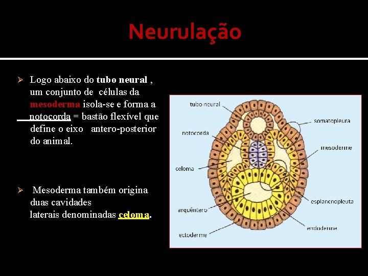 Neurulação Ø Logo abaixo do tubo neural , um conjunto de células da mesoderma