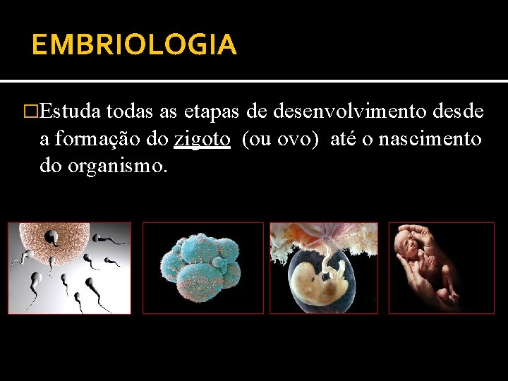 EMBRIOLOGIA �Estuda todas as etapas de desenvolvimento desde a formação do zigoto (ou ovo)