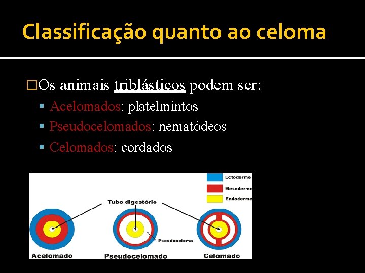 Classificação quanto ao celoma �Os animais triblásticos podem ser: Acelomados: platelmintos Pseudocelomados: nematódeos Celomados: