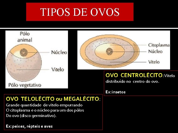 TIPOS DE OVOS OVO CENTROLÉCITO: CENTROLÉCITO Vitelo distribuído no centro do ovo. Ex: insetos