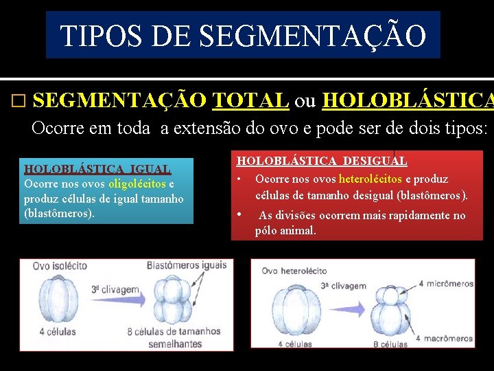 TIPOS DE SEGMENTAÇÃO � SEGMENTAÇÃO TOTAL ou HOLOBLÁSTICA Ocorre em toda a extensão do