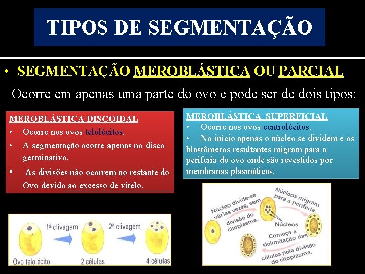 TIPOS DE SEGMENTAÇÃO • SEGMENTAÇÃO MEROBLÁSTICA OU PARCIAL Ocorre em apenas uma parte do