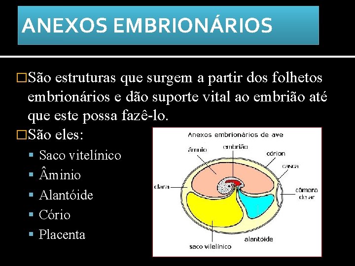 ANEXOS EMBRIONÁRIOS �São estruturas que surgem a partir dos folhetos embrionários e dão suporte