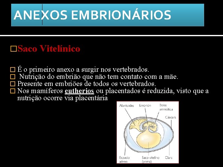 ANEXOS EMBRIONÁRIOS �Saco Vitelínico � É o primeiro anexo a surgir nos vertebrados. �