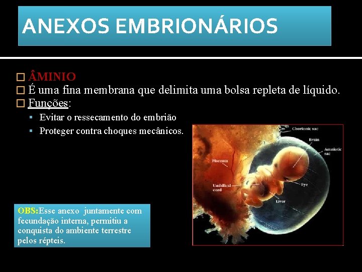 ANEXOS EMBRIONÁRIOS � MINIO � É uma fina membrana que delimita � Funções: Evitar