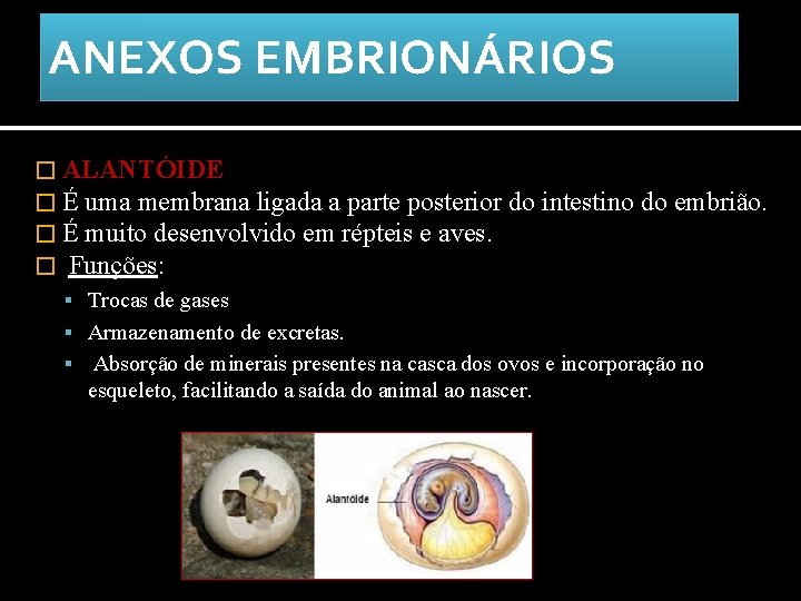 ANEXOS EMBRIONÁRIOS � ALANTÓIDE � É uma membrana ligada a parte posterior � É