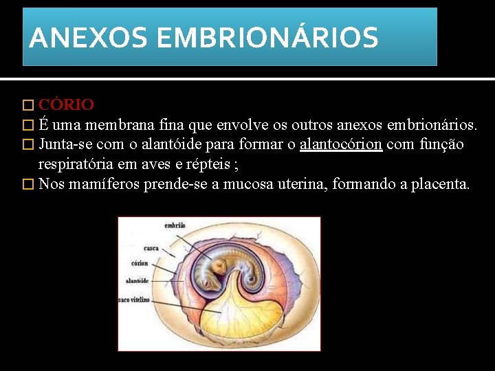 ANEXOS EMBRIONÁRIOS � CÓRIO � É uma membrana fina que envolve os outros anexos
