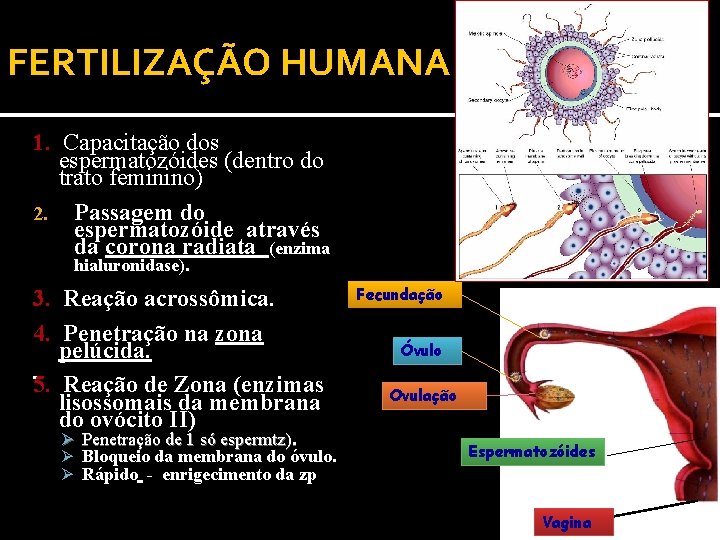 FERTILIZAÇÃO HUMANA 1. Capacitação dos espermatozóides (dentro do trato feminino) 2. Passagem do espermatozóide