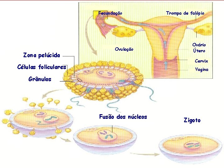 Fecundação Zona pelúcida Ovulação Trompa de falópio Ovário Útero Cervix Células foliculares Vagina Grânulos