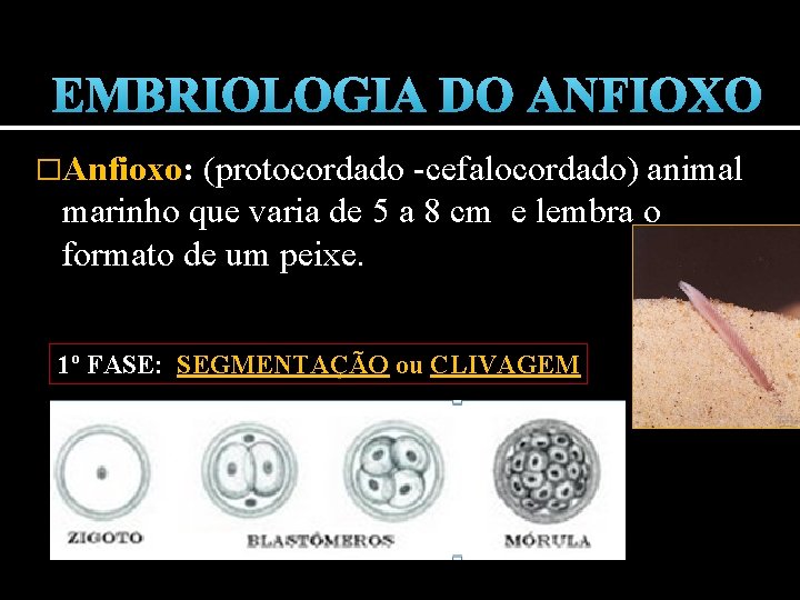 EMBRIOLOGIA DO ANFIOXO �Anfioxo: (protocordado -cefalocordado) animal marinho que varia de 5 a 8