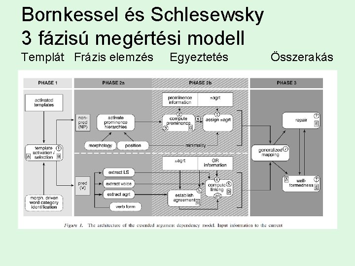 Bornkessel és Schlesewsky 3 fázisú megértési modell Templát Frázis elemzés Egyeztetés Összerakás 