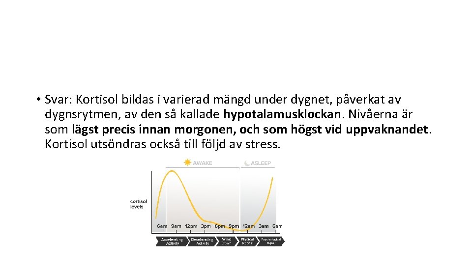  • Svar: Kortisol bildas i varierad mängd under dygnet, påverkat av dygnsrytmen, av