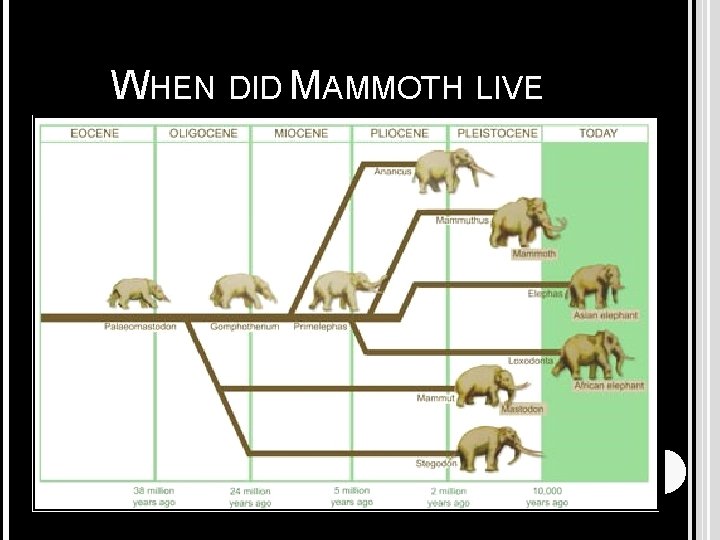 WHEN DID MAMMOTH LIVE 
