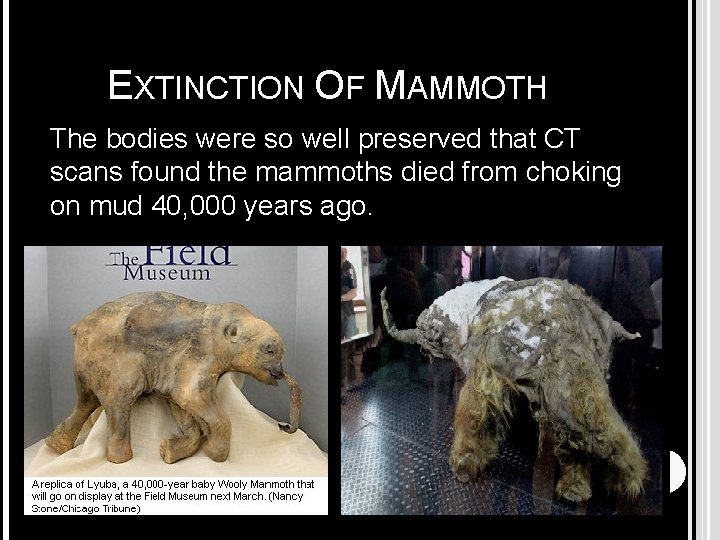 EXTINCTION OF MAMMOTH The bodies were so well preserved that CT scans found the
