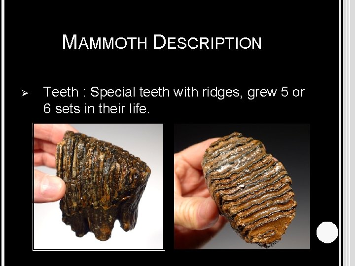 MAMMOTH DESCRIPTION Ø Teeth : Special teeth with ridges, grew 5 or 6 sets