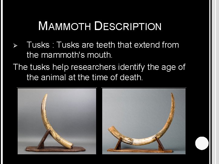 MAMMOTH DESCRIPTION Tusks : Tusks are teeth that extend from the mammoth's mouth. The