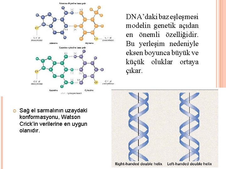 DNA’daki baz eşleşmesi modelin genetik açıdan en önemli özelliğidir. Bu yerleşim nedeniyle eksen boyunca