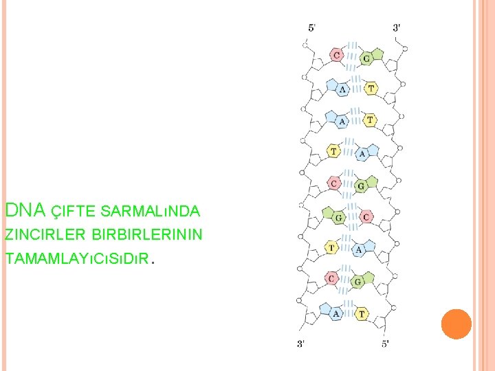 DNA ÇIFTE SARMALıNDA ZINCIRLER BIRBIRLERININ TAMAMLAYıCıSıDıR. 