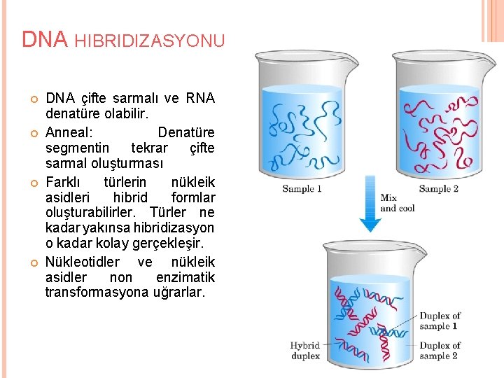 DNA HIBRIDIZASYONU DNA çifte sarmalı ve RNA denatüre olabilir. Anneal: Denatüre segmentin tekrar çifte