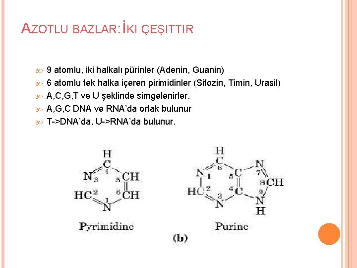 AZOTLU BAZLAR: İKI ÇEŞITTIR 9 atomlu, iki halkalı pürinler (Adenin, Guanin) 6 atomlu tek