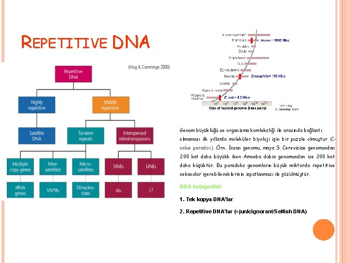 REPETITIVE DNA Genom büyüklüğü ve organizma komleksliği ile arasında bağlantı olmaması ilk yıllarda moleküler