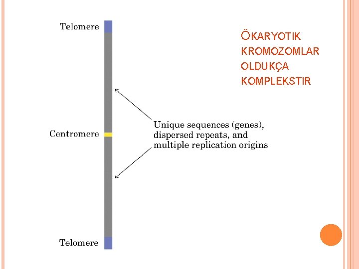 ÖKARYOTIK KROMOZOMLAR OLDUKÇA KOMPLEKSTIR 