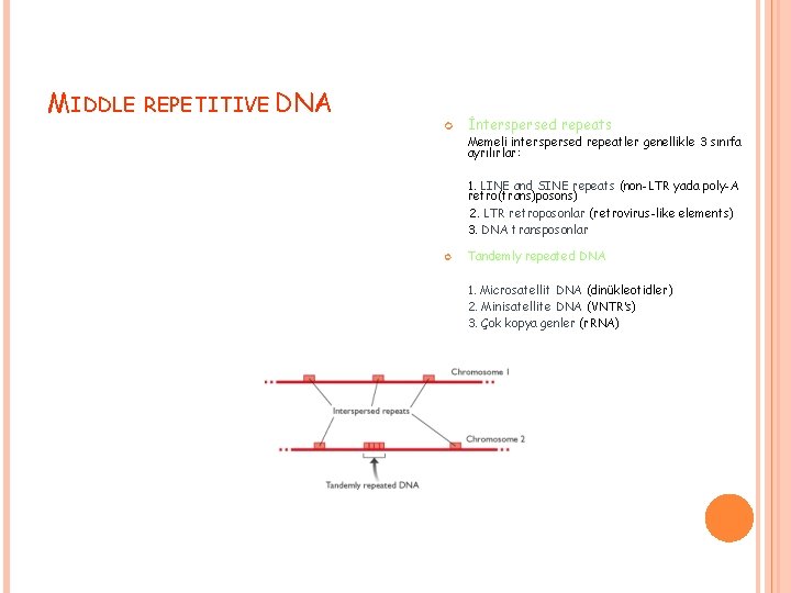 MIDDLE REPETITIVE DNA İnterspersed repeats Memeli interspersed repeatler genellikle 3 sınıfa ayrılırlar: 1. LINE