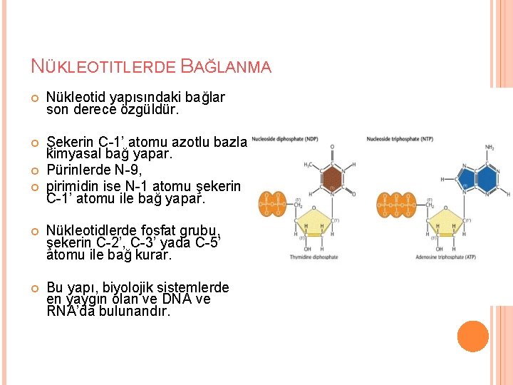 NÜKLEOTITLERDE BAĞLANMA Nükleotid yapısındaki bağlar son derece özgüldür. Şekerin C-1’ atomu azotlu bazla kimyasal