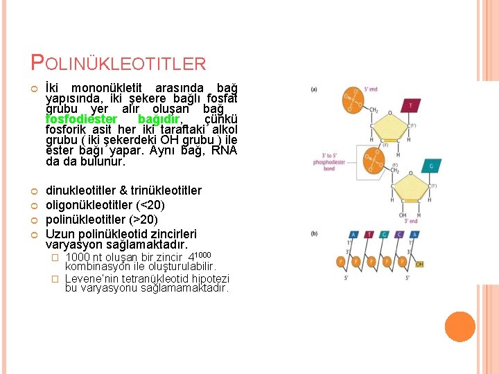 POLINÜKLEOTITLER İki mononükletit arasında bağ yapısında, iki şekere bağlı fosfat grubu yer alır oluşan