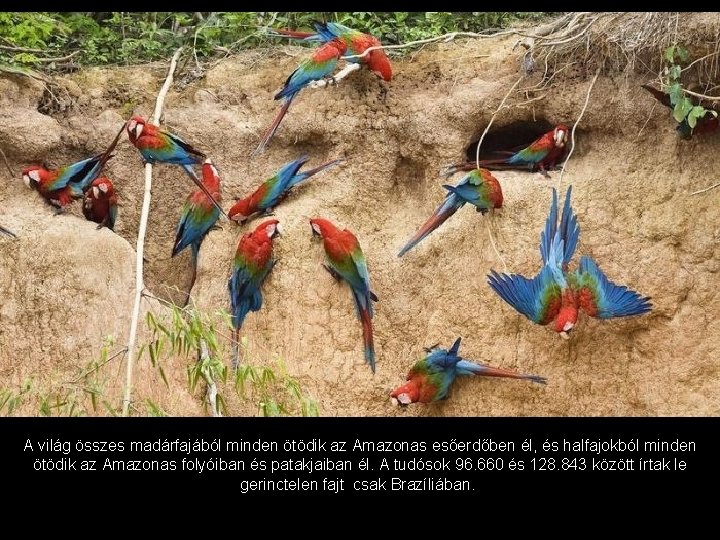 A világ összes madárfajából minden ötödik az Amazonas esőerdőben él, és halfajokból minden ötödik