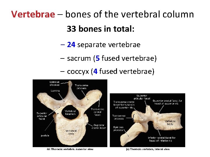 Vertebrae – bones of the vertebral column 33 bones in total: – 24 separate