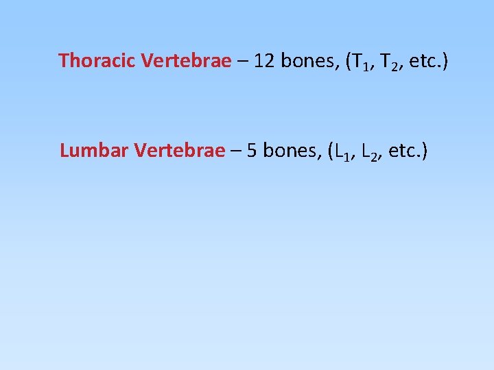Thoracic Vertebrae – 12 bones, (T 1, T 2, etc. ) Lumbar Vertebrae –