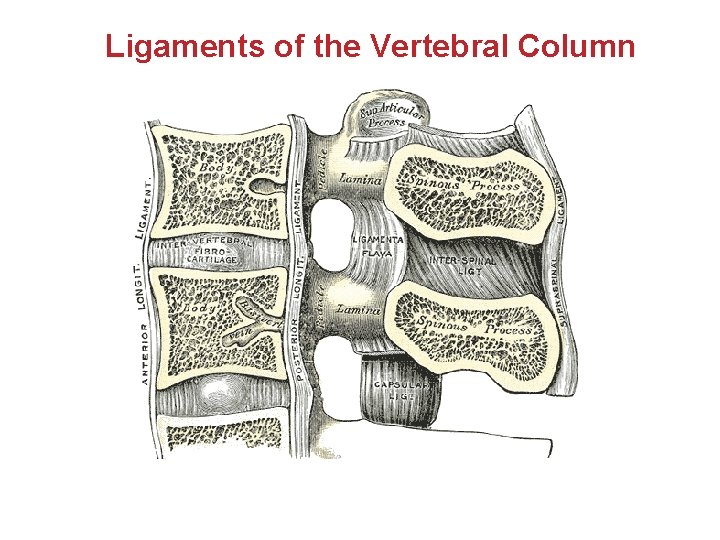 Ligaments of the Vertebral Column 