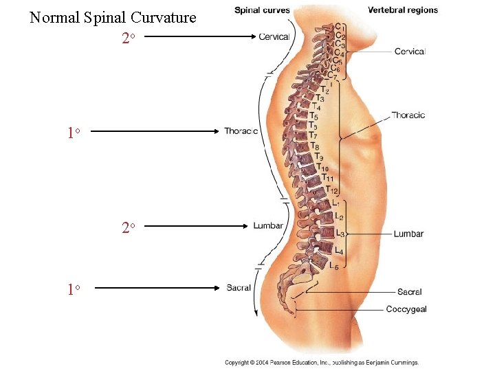 Normal Spinal Curvature 2 o 1 o 