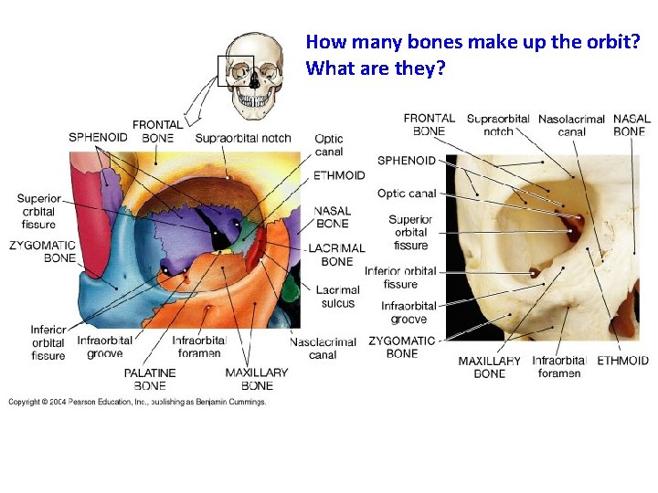 How many bones make up the orbit? What are they? 