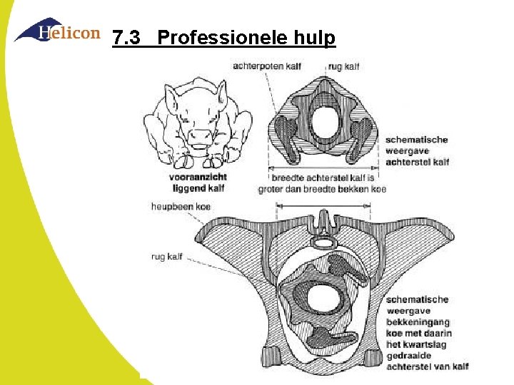 7. 3 Professionele hulp 