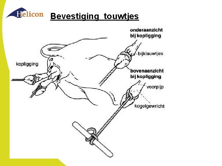 Bevestiging touwtjes 