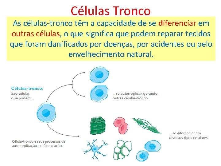 Células Tronco As células-tronco têm a capacidade de se diferenciar em outras células, o