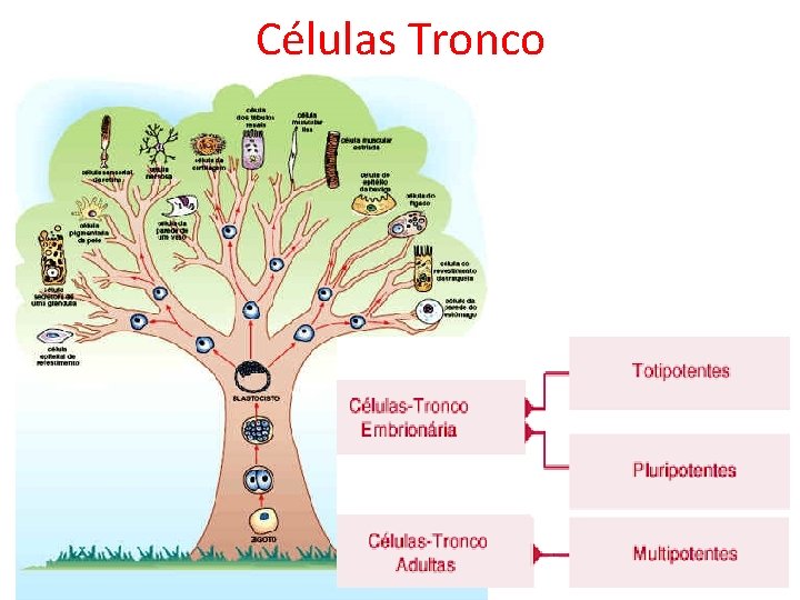 Células Tronco 