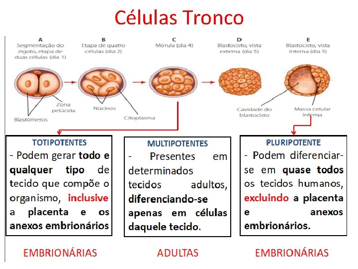 Células Tronco 