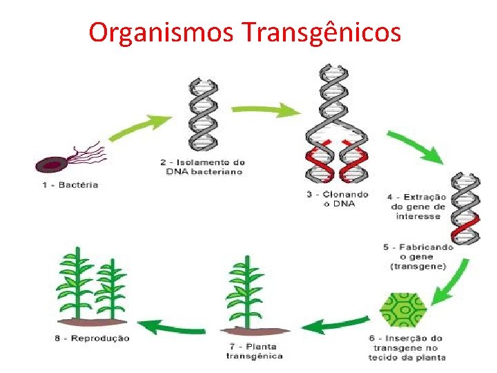 Organismos Transgênicos 