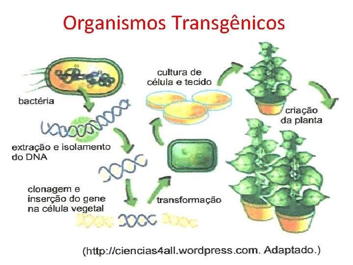 Organismos Transgênicos 