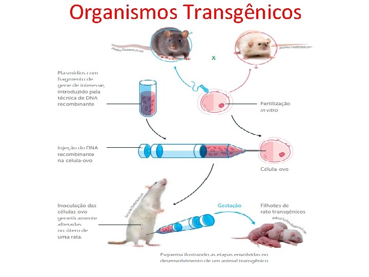 Organismos Transgênicos 