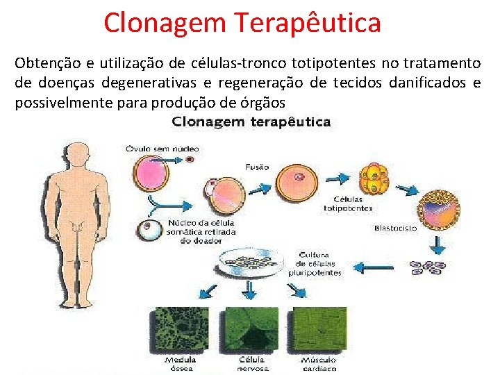 Clonagem Terapêutica Obtenção e utilização de células-tronco totipotentes no tratamento de doenças degenerativas e